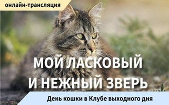 День кошки «Мой ласковый и нежный зверь»