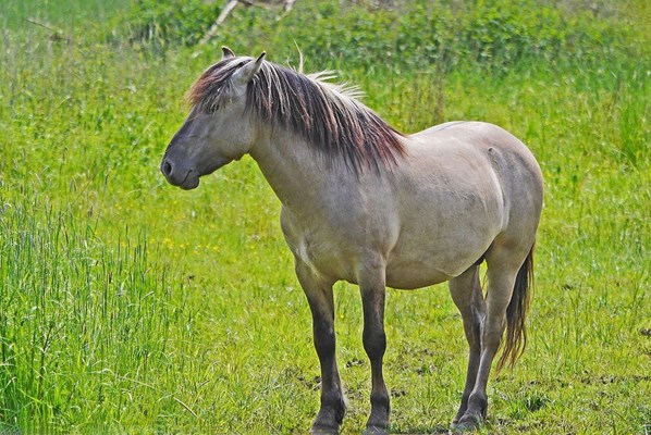 Польский коник